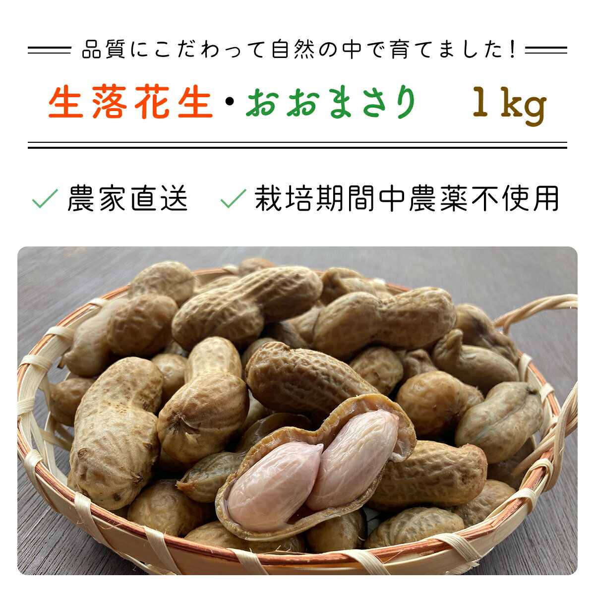 【ふるさと納税】【先行予約・新豆 】【栽培期間中農薬不使用】千葉県産 大粒 農家直送！「生落花生」おおまさり1kg 【 ふるさと納税 人気 おすすめ ランキング 皮付き 殻付き ピーナッツ ピーナツ 落花生 生落花生 おおまさり オオマサリ 千葉県 富里市 送料無料 】TML008 - 画像3