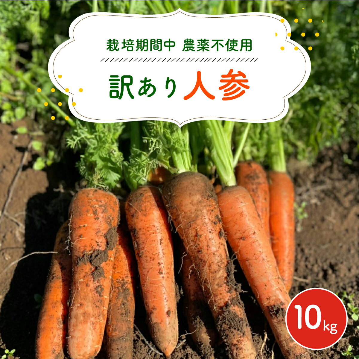 【12月～2月発送】【栽培期間中農薬不使用】訳あり人参10kg AIBA FARM　B品 / 野菜 にんじん 人参 ニンジン 特産 甘い 訳あり 不揃い B級 organic フードロス 千葉県 富里市 TML007