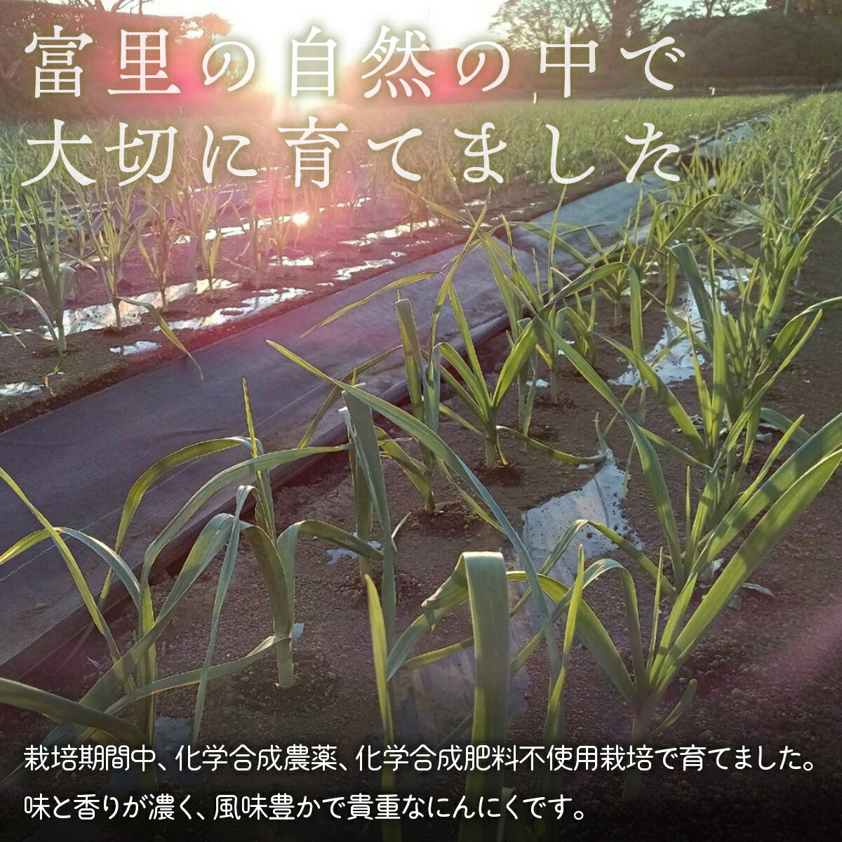 【ふるさと納税】にんにく 700g【ふるさと納税 人気 にんにく ニンニク スタミナ 薬味 料理 元気 疲労回復 免疫力 野菜 千葉県 富里市 送料無料 】 TMAE003 - 画像2