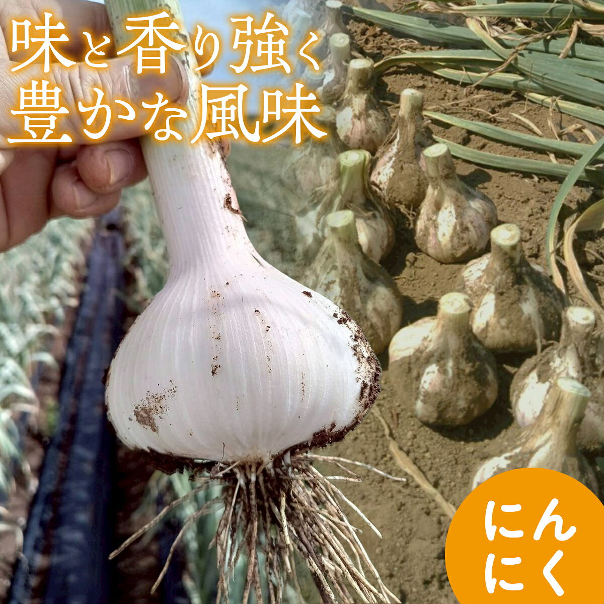 【ふるさと納税】にんにく 700g【ふるさと納税 人気 にんにく ニンニク スタミナ 薬味 料理 元気 疲労回復 免疫力 野菜 千葉県 富里市 送料無料 】 TMAE003 - 画像3