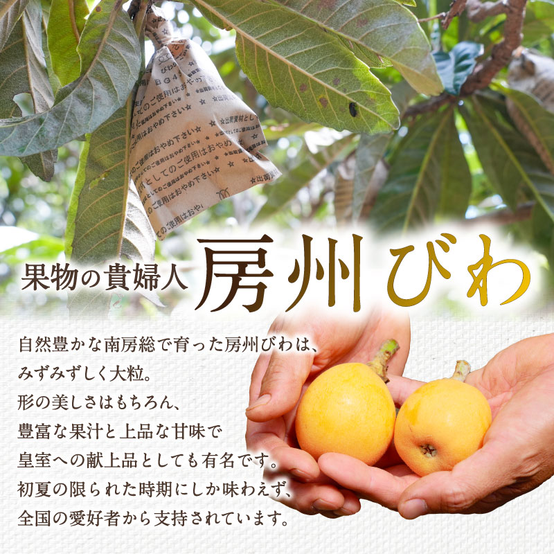 【ふるさと納税】【先行受付 2026年5月下旬～6月中旬発送予定】房州びわ(露地)12粒入2Lサイズ以上1箱 枇杷 皇室献上品 千葉県 南房総市 甘み 酸味 瑞々しい 常温 フルーツ 新鮮 果物 肉厚 大粒 ご贈答品 送料無料 - 画像2