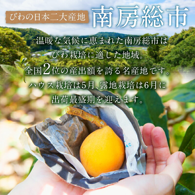 【ふるさと納税】【先行受付 2026年5月下旬～6月中旬発送予定】房州びわ(露地)12粒入2Lサイズ以上1箱 枇杷 皇室献上品 千葉県 南房総市 甘み 酸味 瑞々しい 常温 フルーツ 新鮮 果物 肉厚 大粒 ご贈答品 送料無料 - 画像3