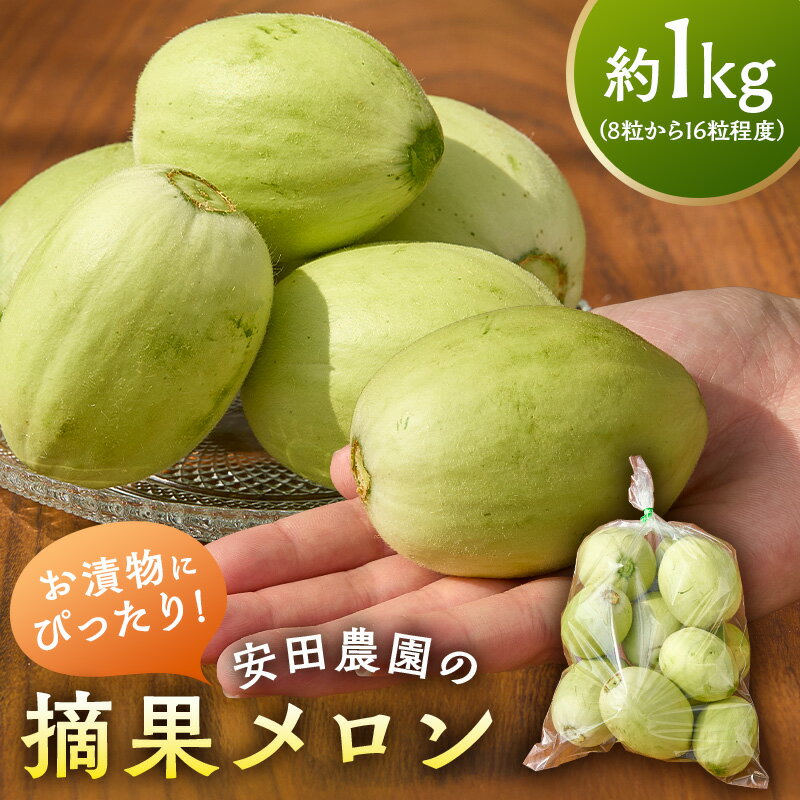 お漬物にぴったり　安田農園の摘果メロン（子メロン） 千葉県 南房総市 お取り寄せグルメ お取り寄せ 送料無料