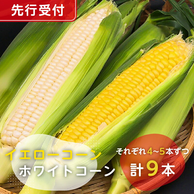 【先行受付 2026年6月中旬～7月下旬発送予定】 トウモロコシ イエローコーン ホワイトコーン それぞれ4～5本ずつ 計9本 千葉県 南房総市 野菜 とうもろこし セット 詰合せ 甘味 焼とうもろこし 送料無料