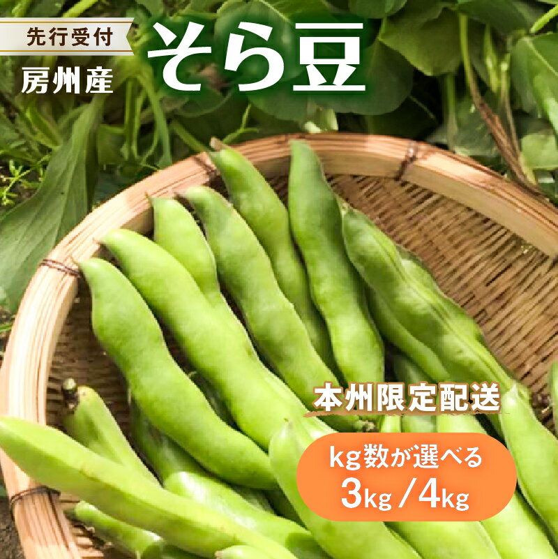 【先行受付 2026年4月中旬～5月中旬発送予定】そら豆/ソラマメ【kg数が選べる】 千葉県 南房総市 新鮮 栄養素 カリウム ミネラル ビタミン類 豊富 植物性タンパク質 塩茹で 皮ごと パスタ グルメ 送料無料