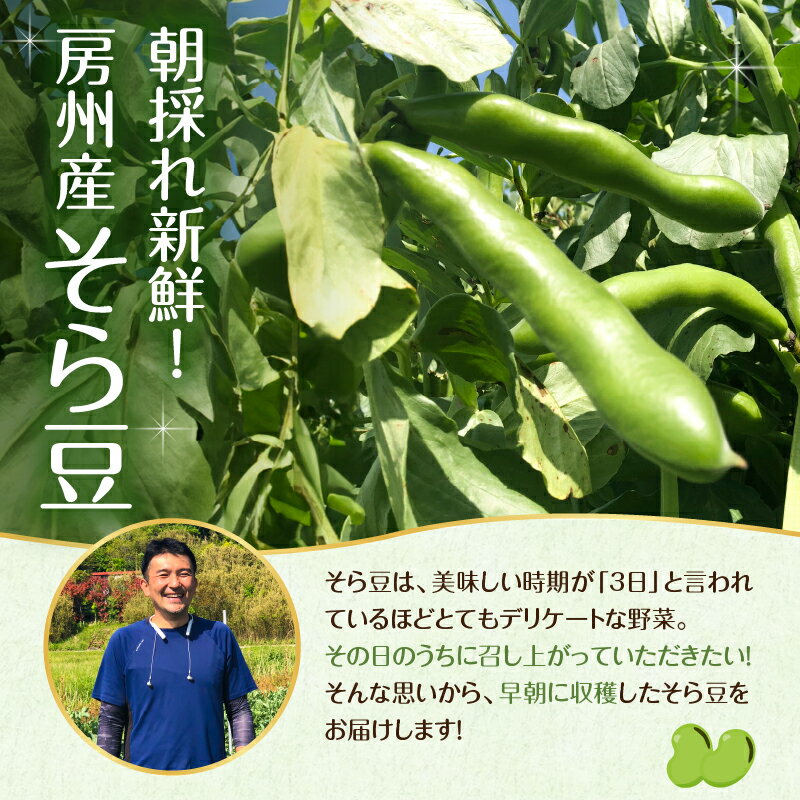 【ふるさと納税】【先行受付 2026年4月中旬～5月中旬発送予定】そら豆/ソラマメ【kg数が選べる】 千葉県 南房総市 新鮮 栄養素 カリウム ミネラル ビタミン類 豊富 植物性タンパク質 塩茹で 皮ごと パスタ グルメ 送料無料 - 画像3