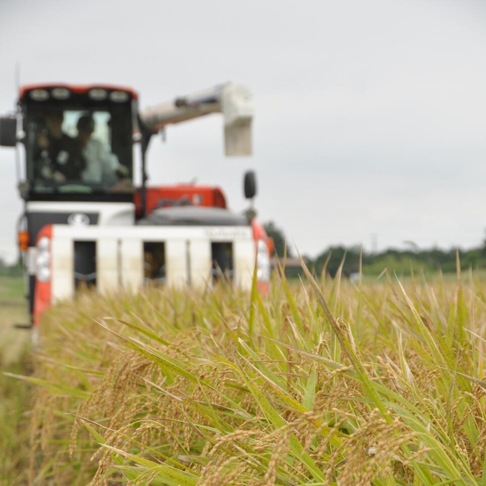 【ふるさと納税】令和7年産　米 5kg 10kg 匝瑳の舞 精米 ／ お米 コメ こめ ごはん 匝瑳の舞 ふさこがね 白米 精米 5kg 10kg 定期便 チバエコ 特別栽培 令和7年産 千葉県 匝瑳市 - 画像3