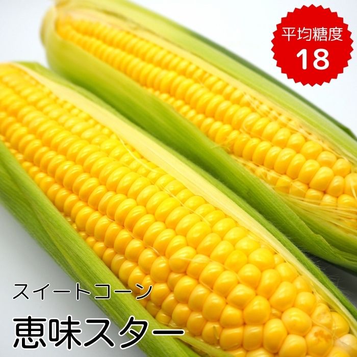 《2026年発送》朝採り とうもろこし スイートコーン「恵味スター」5kg（10～13本） ／ とうもろこし トウモロコシ コーン スイートコーン 恵味スター 5kg 産地直送 産直 送料無料