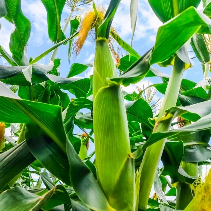 【ふるさと納税】《2026年発送》朝採り とうもろこし スイートコーン「恵味スター」5kg（10～13本） ／ とうもろこし トウモロコシ コーン スイートコーン 恵味スター 5kg 産地直送 産直 送料無料 - 画像2