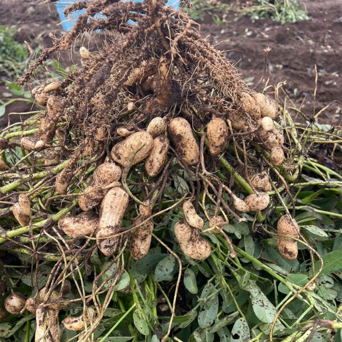 【ふるさと納税】《先行予約》生落花生　おおまさり　2kg ／ 落花生 らっかせい ラッカセイ おおまさり 茹で落花生 産地直送 産直 送料無料 - 画像2