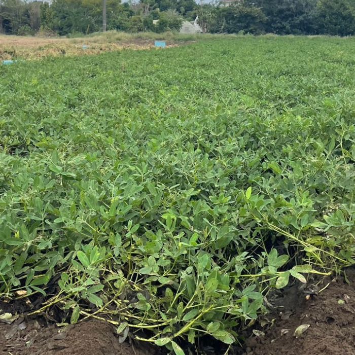【ふるさと納税】《先行予約》生落花生　おおまさり　2kg ／ 落花生 らっかせい ラッカセイ おおまさり 茹で落花生 産地直送 産直 送料無料 - 画像3