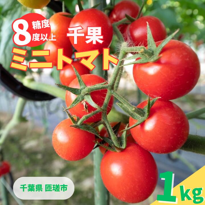 ミニトマト （ 千果 ) 1kg ／ ミニトマト トマト フルーツトマト 千果 野菜