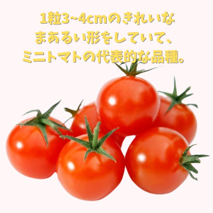 【ふるさと納税】ミニトマト （ 千果 ) 1kg ／ ミニトマト トマト フルーツトマト 千果 野菜 - 画像3