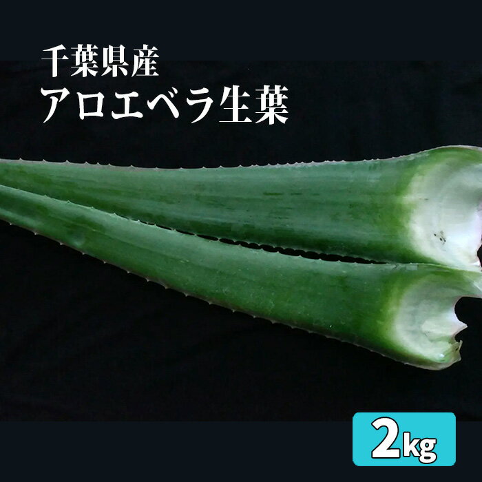 アロエベラ生葉2kg ／ オススメ お刺身 砂糖漬け 蜂蜜漬け 送料無料 千葉県