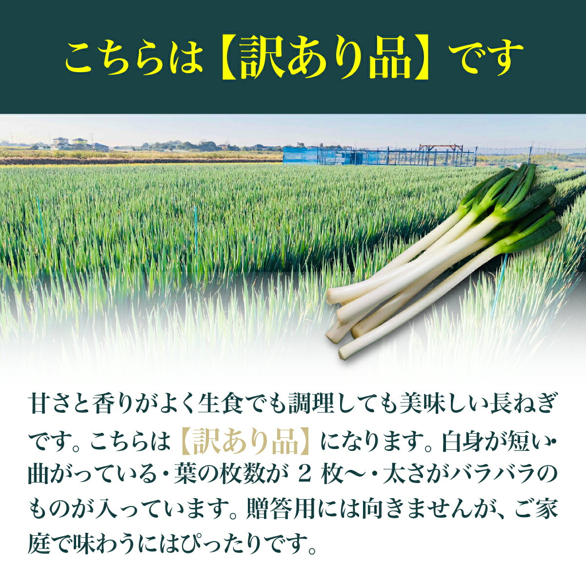 【ふるさと納税】Sugary長ねぎ(訳あり品)4kg×1箱 SMY006 - 画像2