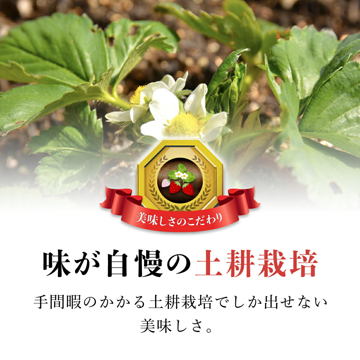 【ふるさと納税】【先行予約】【2026年1月中旬より順次発送】いちご食べ比べセット（最大6品種の食べ比べ） ／ ギフト 贈り物 プレゼント セット 苺 いちご イチゴ 美味しい 食べ比べ 贅沢 詰め合わせセット 送料無料 千葉県 山武市 SMAN064 サムネイル3