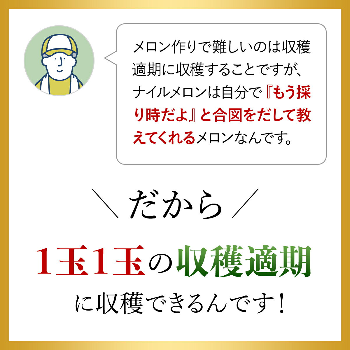 【ふるさと納税】【先行予約】【6月中旬頃から発送】幻のナイルメロン 全国で10人ほどの農家でしか栽培されていない幻のメロン 約1.5kg×2玉 / メロン ナイルメロン 幻のメロン 甜瓜 青肉 青肉メロン 千葉県 山武市 SMAE001 サムネイル3