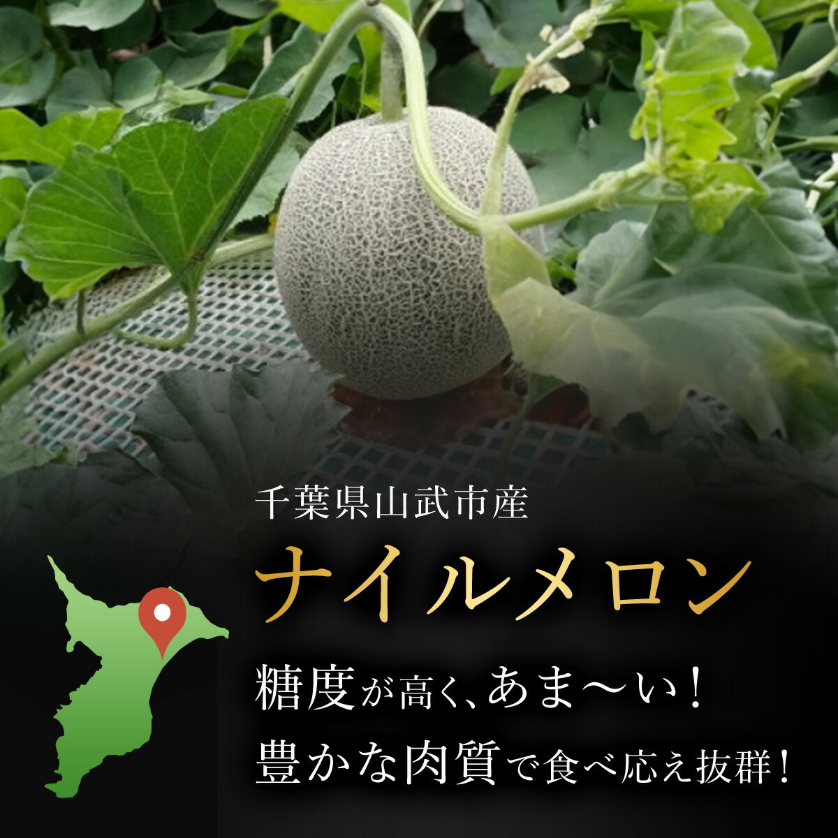 【ふるさと納税】【先行予約】【6月中旬頃から発送】幻のナイルメロン 全国で10人ほどの農家でしか栽培されていない幻のメロン 約1.5kg×2玉 / メロン ナイルメロン 幻のメロン 甜瓜 青肉 青肉メロン 千葉県 山武市 SMAE001 サムネイル2