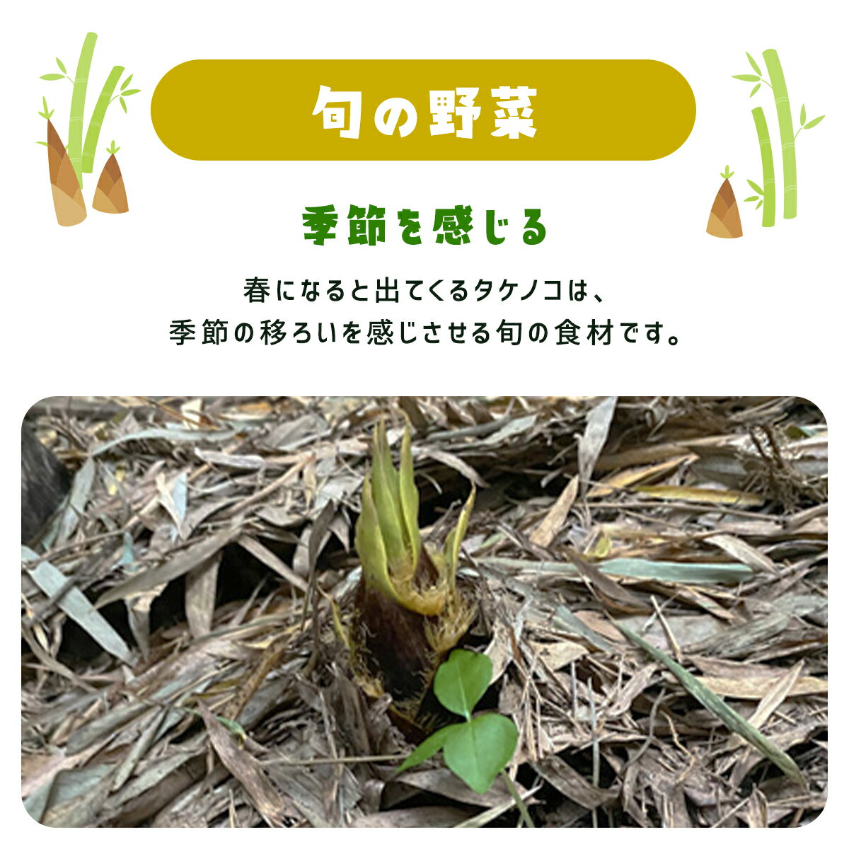 【ふるさと納税】【先行予約】【4月上旬から発送】タケノコ 約5kg【 ふるさと納税 人気 おすすめ ランキング 筍 山菜 タケノコ 野菜 やさい お取り寄せ ご当地 特産品 千葉県 山武市 送料無料 】 SMAF003 - 画像3