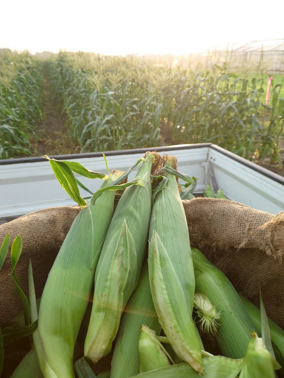 【ふるさと納税】【先行予約】【6月上旬～中旬発送】地元で8代続く農家から直送! 朝採り とうもろこし 2L 13本 / 篠原農園 とうもろこし トウモロコシ スイートコーン コーン ゴールドラッシュ 朝採り 農家直送 千葉県 千葉県山武市 SMBV001 - 画像2