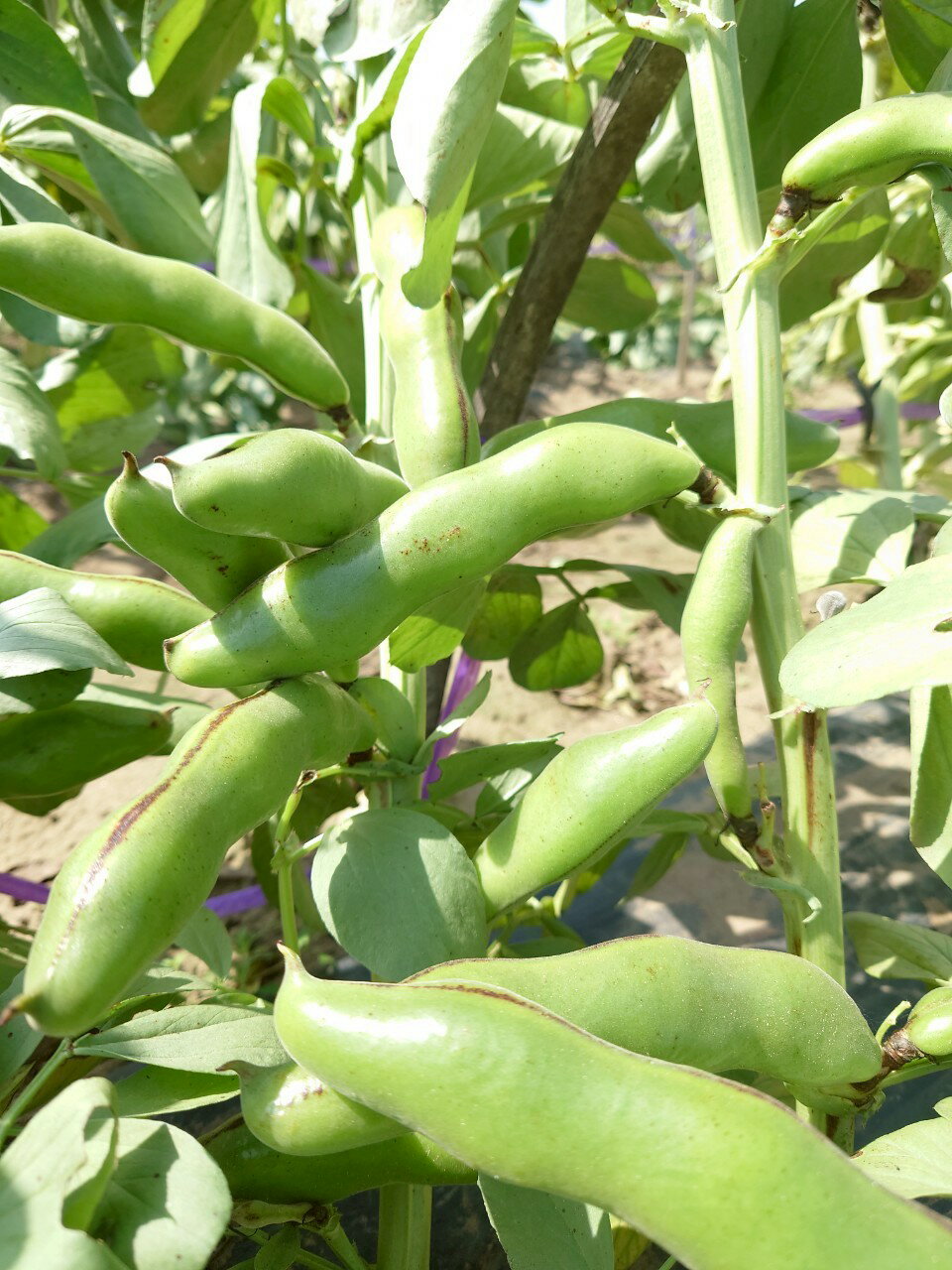 【ふるさと納税】【先行予約】【5月中旬～下旬発送】地元で8代続く農家から直送! 香りとやわらかな歯触りがおいしい初夏の味覚! 篠原農園のそら豆 S,Mサイズミックス 4kg以上／採りたて そら豆 ソラマメ 天ぷら 農家直送 千葉県 千葉県 山武市 SMBV003 - 画像2