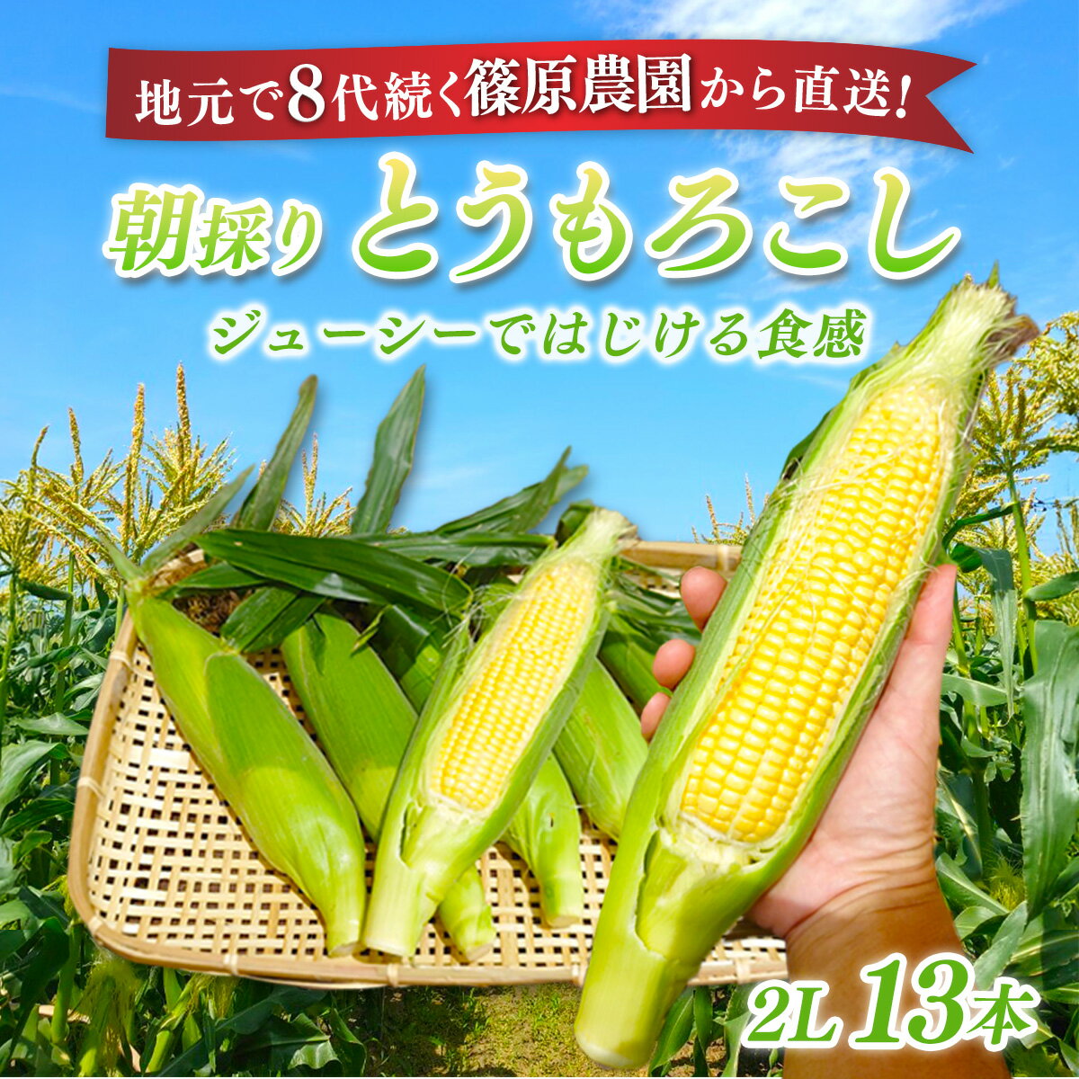 【先行予約】【6月上旬～中旬発送】地元で8代続く農家から直送! 朝採り とうもろこし 2L 13本 / 篠原農園 とうもろこし トウモロコシ スイートコーン コーン ゴールドラッシュ 朝採り 農家直送 千葉県 千葉県山武市 SMBV001