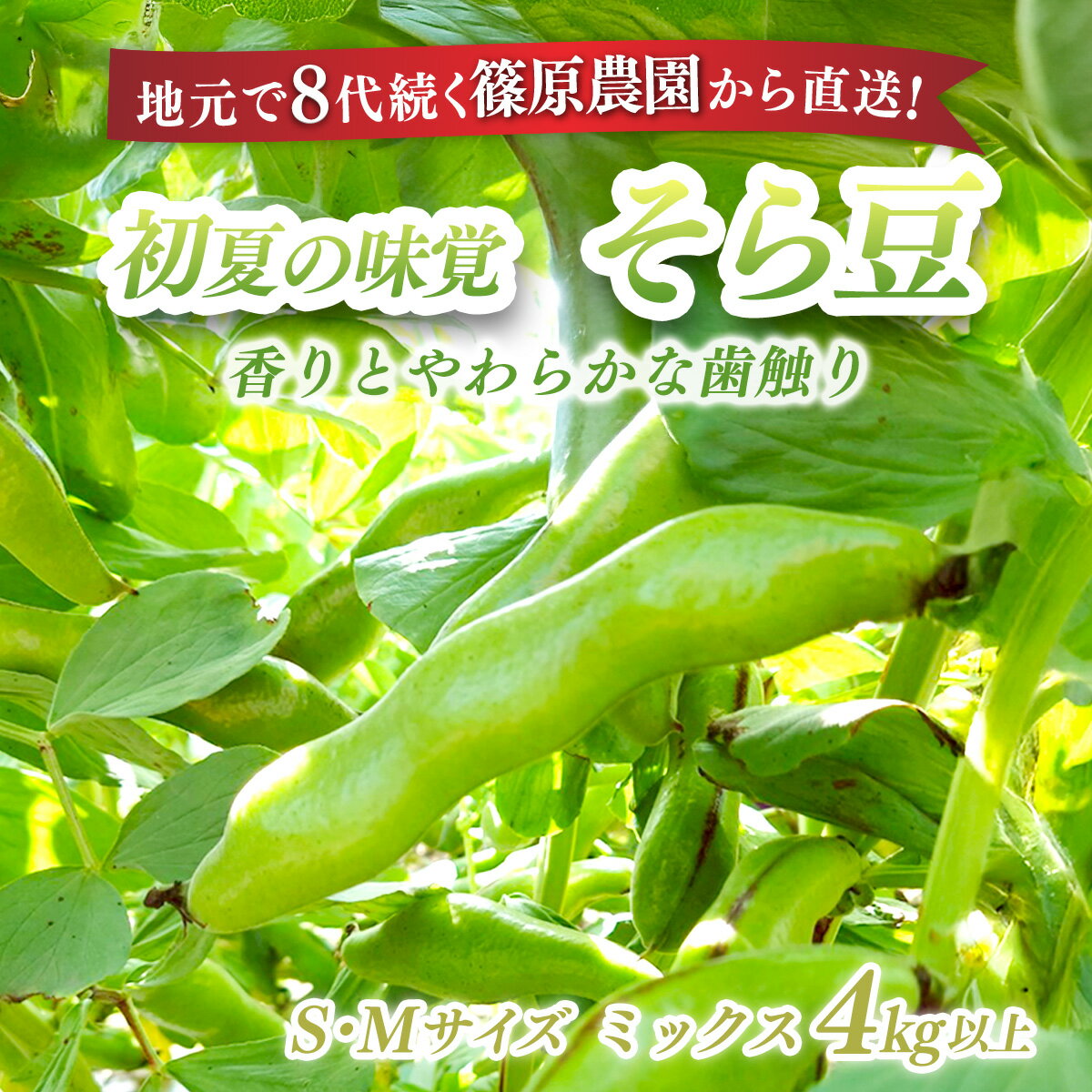 【先行予約】【5月中旬～下旬発送】地元で8代続く農家から直送! 香りとやわらかな歯触りがおいしい初夏の味覚! 篠原農園のそら豆 S,Mサイズミックス 4kg以上／採りたて そら豆 ソラマメ 天ぷら 農家直送 千葉県 千葉県 山武市 SMBV003