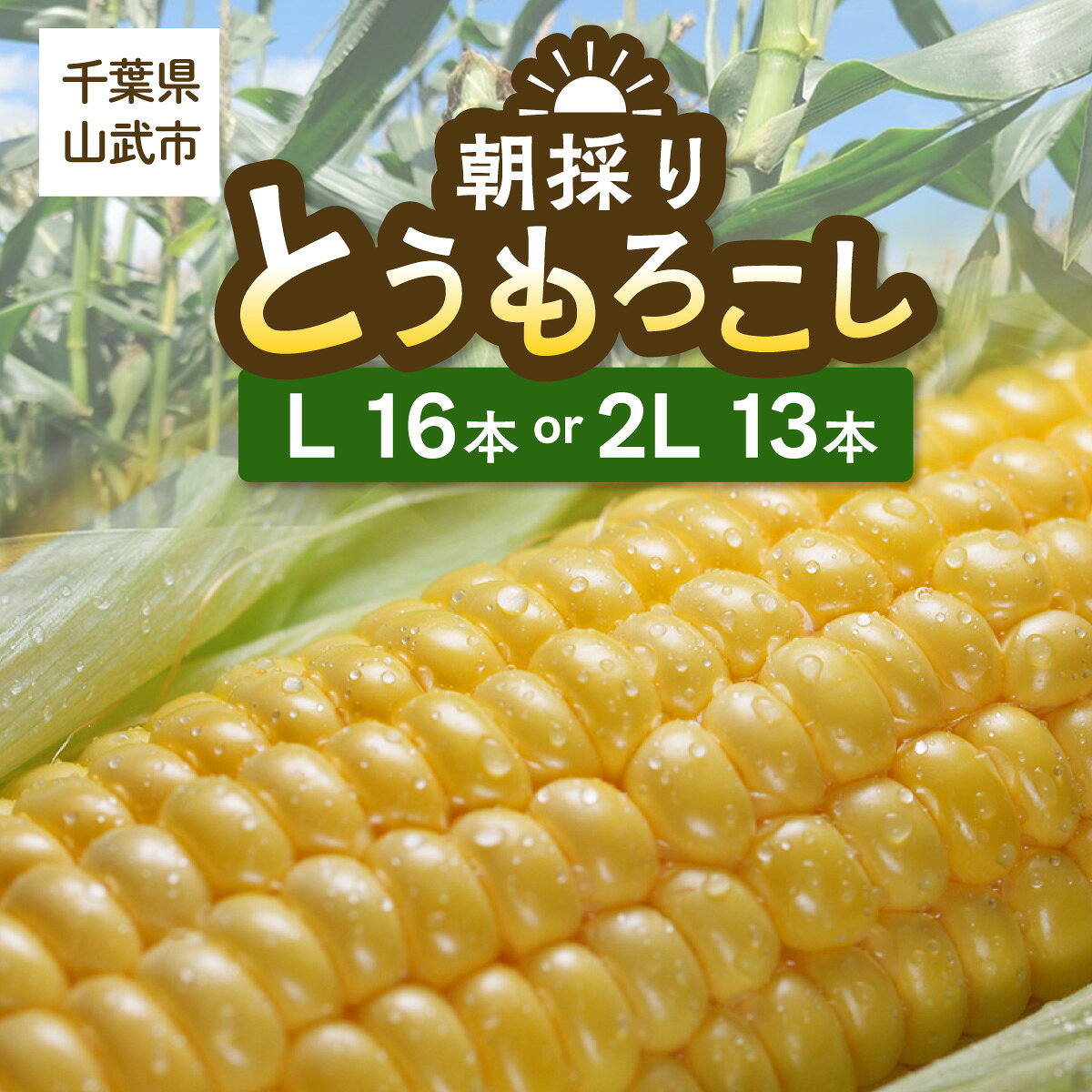 【先行予約】ジューシーではじける食感が特徴! 朝採り とうもろこし 13～16本 【地元の道の駅オライはすぬまで大人気の農家から直送!】【発送期間：5月中旬～5月下旬】 SMCV001