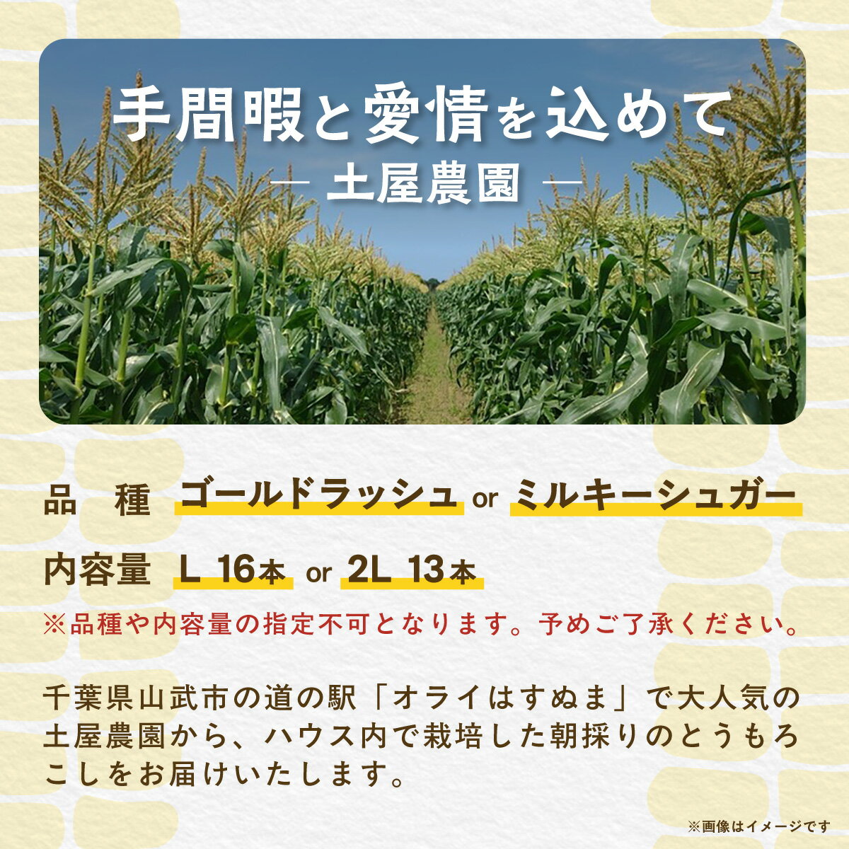 【ふるさと納税】 【先行予約】ジューシーではじける食感が特徴! 朝採り とうもろこし 13～16本 【地元の道の駅オライはすぬまで大人気の農家から直送!】【発送期間：5月中旬～5月下旬】 SMCV001 - 画像2