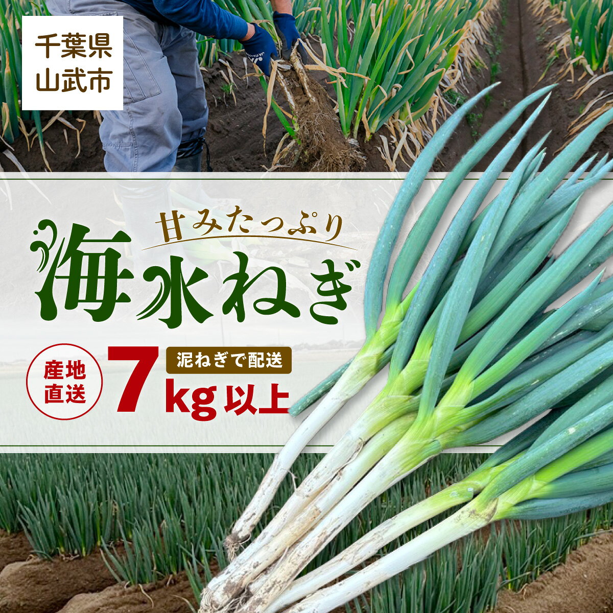 【先行予約】【山武市限定栽培】泥ネギでドドンと配送！ミネラル豊富で甘みたっぷりの「海水ネギ」7kg以上 / 地元の道の駅オライはすぬまで大人気の農家から直送! 【2026年12月から発送】 SMCW002