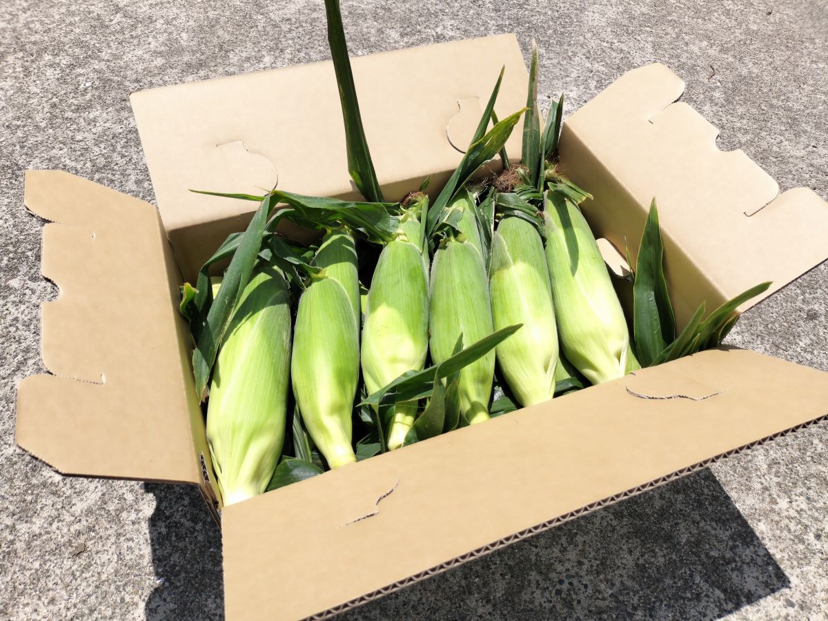 【ふるさと納税】【先行予約】【6月上旬より発送】朝採り!農家直送! 九十九里の極上とうもろこし 白色 黄色 食べ比べ 約5kg（13～16本）/ とうもろこし トウモロコシ コーン ゴールドラッシュ 白いとうもろこし 味甘ちゃんホワイト 新鮮 農家直送 千葉県山武市 SMBU002 - 画像2