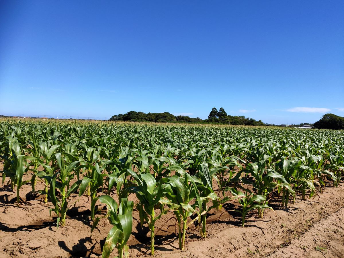 【ふるさと納税】【先行予約】【6月上旬より発送】朝採り!農家直送! 九十九里の極上とうもろこし 白色 黄色 食べ比べ 約5kg（13～16本）/ とうもろこし トウモロコシ コーン ゴールドラッシュ 白いとうもろこし 味甘ちゃんホワイト 新鮮 農家直送 千葉県山武市 SMBU002 - 画像3