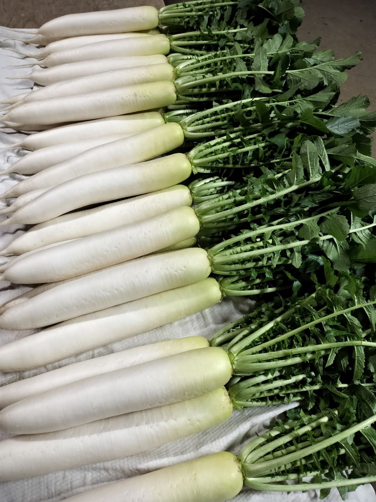 【ふるさと納税】【先行予約】【2月上旬より発送】農家直送! 九十九里の恵みを受けた新鮮葉付き大根 約10kg / 大根 だいこん 葉付き大根 葉付きだいこん 新鮮 九十九里浜 おひたし 味噌汁 みそ汁 千葉県 千葉県山武市 SMBU005 - 画像2