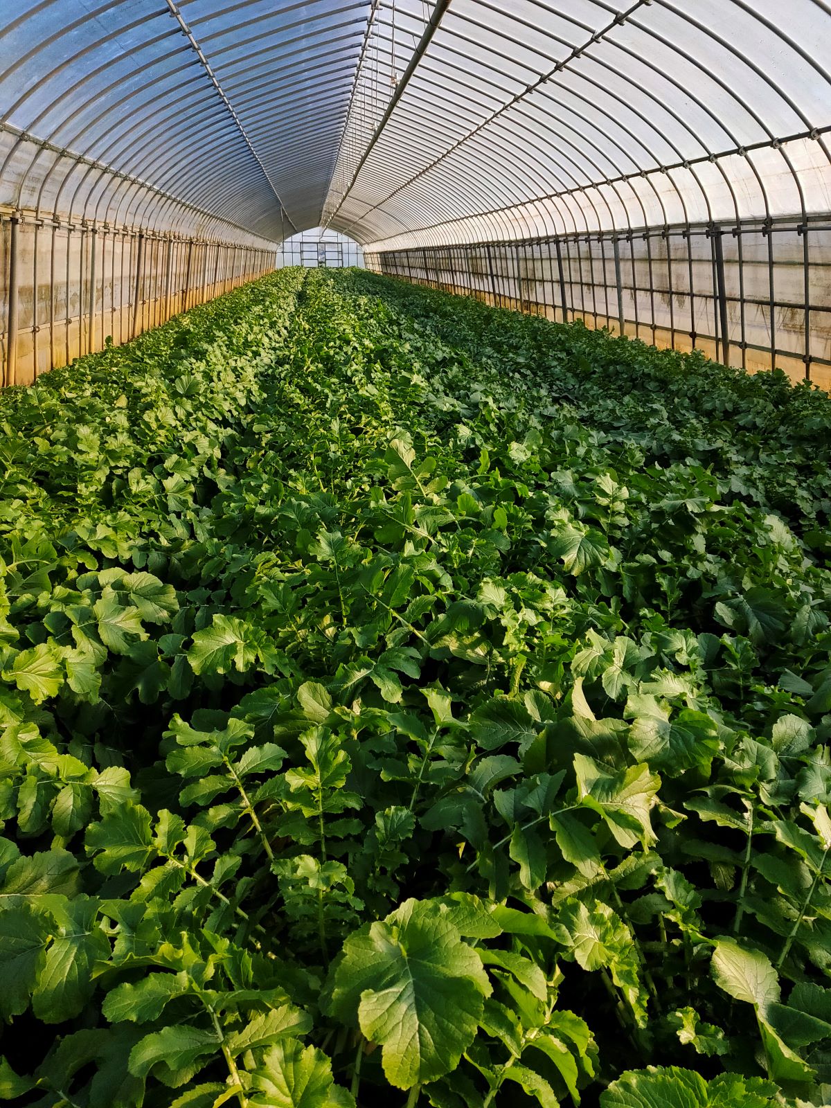 【ふるさと納税】【先行予約】【2月上旬より発送】農家直送! 九十九里の恵みを受けた新鮮葉付き大根 約10kg / 大根 だいこん 葉付き大根 葉付きだいこん 新鮮 九十九里浜 おひたし 味噌汁 みそ汁 千葉県 千葉県山武市 SMBU005 - 画像3