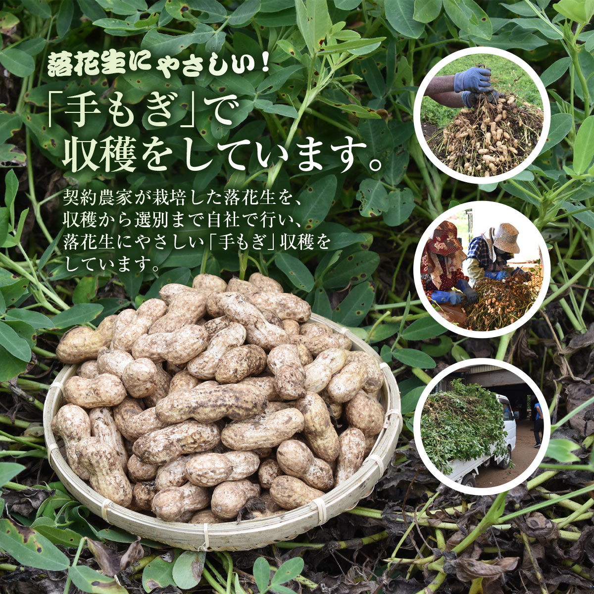 【ふるさと納税】★先行予約★【2026年9月上旬より順次発送】とれたて新鮮! 生落花生 おおまさり 2kg 殻付き／ らっかせい 落花生 生落花 掘り取り 手もぎ 新鮮 おやつ おつまみ お料理 ゆで落花生 ピーナッツ 千葉県 山武市 SMCK001 - 画像3