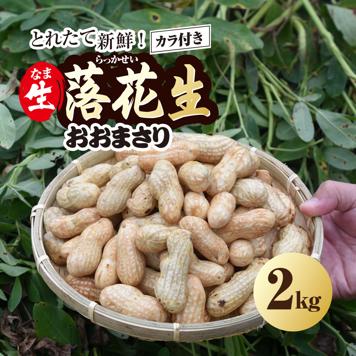 ★先行予約★【2026年9月上旬より順次発送】とれたて新鮮! 生落花生 おおまさり 2kg 殻付き／ らっかせい 落花生 生落花 掘り取り 手もぎ 新鮮 おやつ おつまみ お料理 ゆで落花生 ピーナッツ 千葉県 山武市 SMCK001