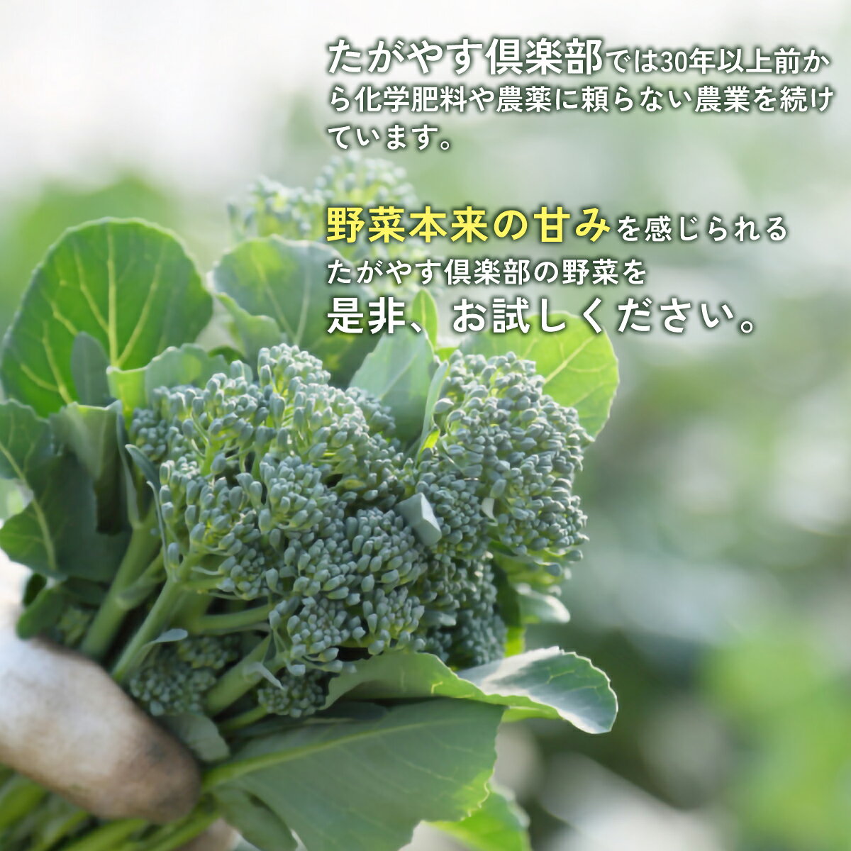 【ふるさと納税】有機農業の第一人者 たがやす倶楽部 齊藤 完一さんの「季節の野菜セット」　ふるさと納税 野菜 やさい 季節 詰合せ セット たがやす農法 安心 美味しい 甘味 千葉県 山武市 SMCL001 - 画像2