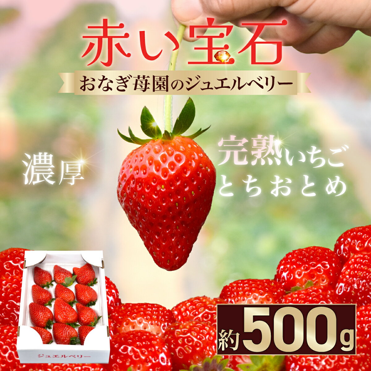 【先行予約】【1月下旬から発送】赤い宝石 おなぎ苺園のジュエルベリー 完熟いちご とちおとめ 約500g SMCO001 ※離島（沖縄含む）への配送は不可