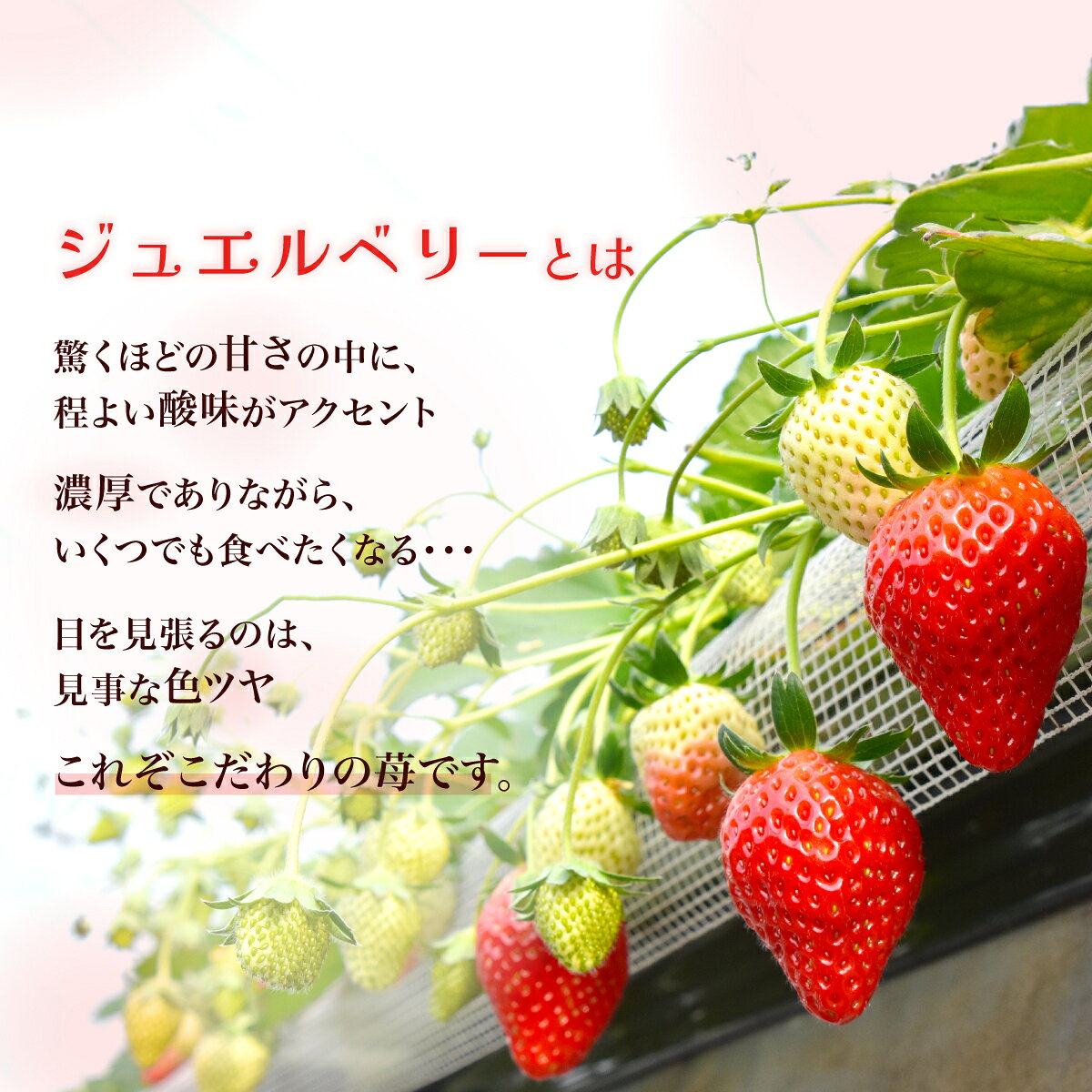 【ふるさと納税】【先行予約】【1月下旬から発送】赤い宝石 おなぎ苺園のジュエルベリー 完熟いちご とちおとめ 約500g SMCO001 ※離島（沖縄含む）への配送は不可 サムネイル2