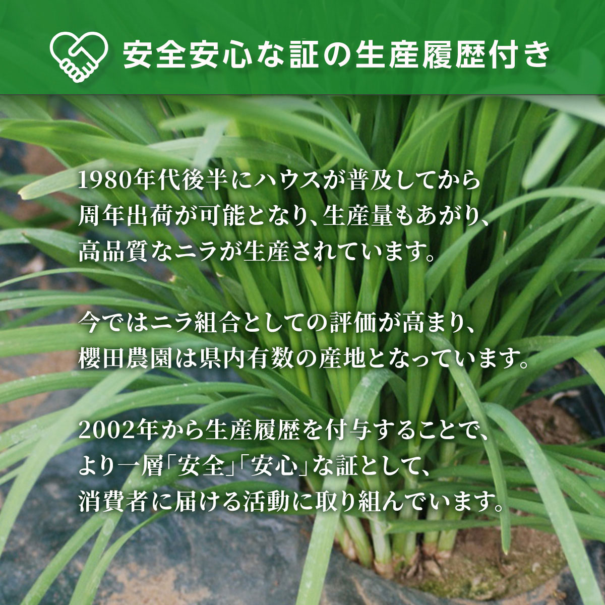 【ふるさと納税】【先行予約】【12月から発送】肉厚・シャキシャキ! 朝採れ鮮度抜群! 櫻田さん家のニラ 1kg(100g×10束) ふるさと納税 にら ニラ 朝採れ 新鮮 肉厚 シャキシャキ 農家直送 鮮度抜群 千葉県 山武市 送料無料 SMCS001 - 画像3