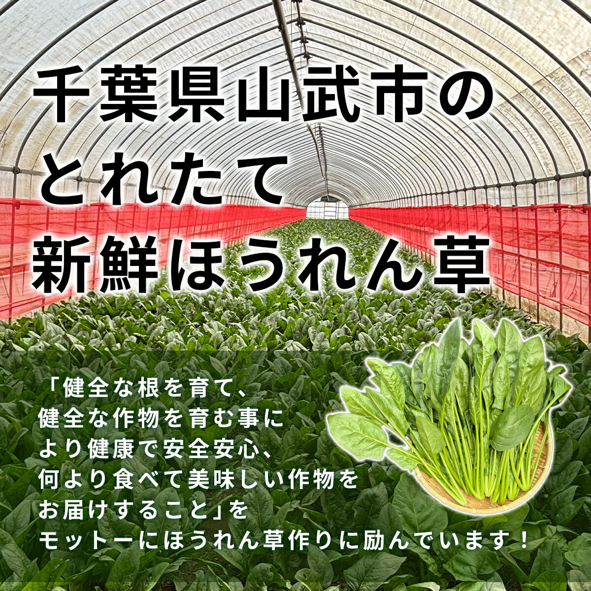 【ふるさと納税】 ほうれん草！どっさり 5kg 【栽培30年以上の山下さんの新鮮採れたてほうれん草】　SMCX001 - 画像2