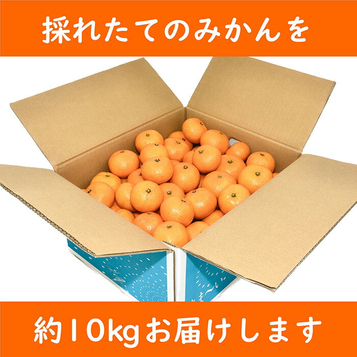 【ふるさと納税】【先行予約】【11月以降順次発送】【訳あり】九十九里温州みかん 約10kg SMBZ001 ※離島（沖縄含む）配送不可| みかん ミカン 蜜柑 温州 温州みかん 温州ミカン 早生 早生みかん 早生ミカン 10キロ わけあり 柑橘 柑橘類 数量限定 期間限定 千葉県 山武市 サムネイル2