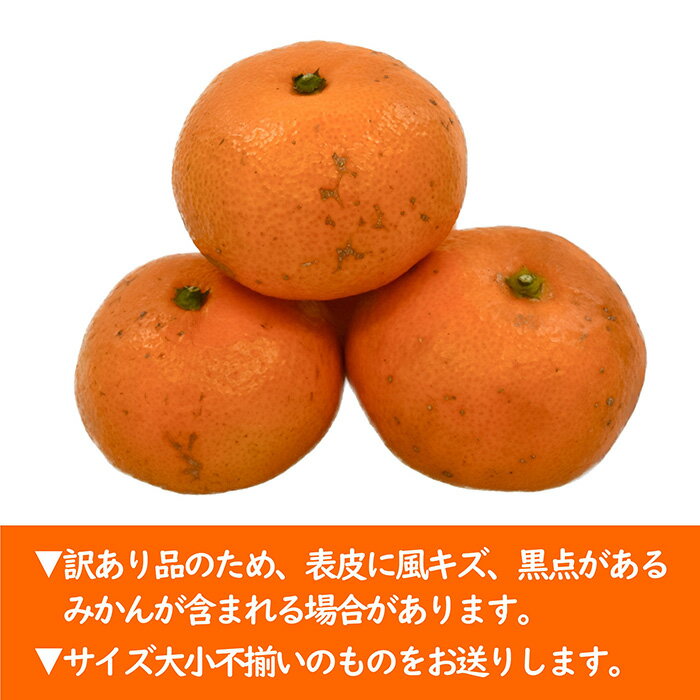 【ふるさと納税】【先行予約】【11月以降順次発送】【訳あり】九十九里温州みかん 約10kg SMBZ001 ※離島（沖縄含む）配送不可| みかん ミカン 蜜柑 温州 温州みかん 温州ミカン 早生 早生みかん 早生ミカン 10キロ わけあり 柑橘 柑橘類 数量限定 期間限定 千葉県 山武市 サムネイル3