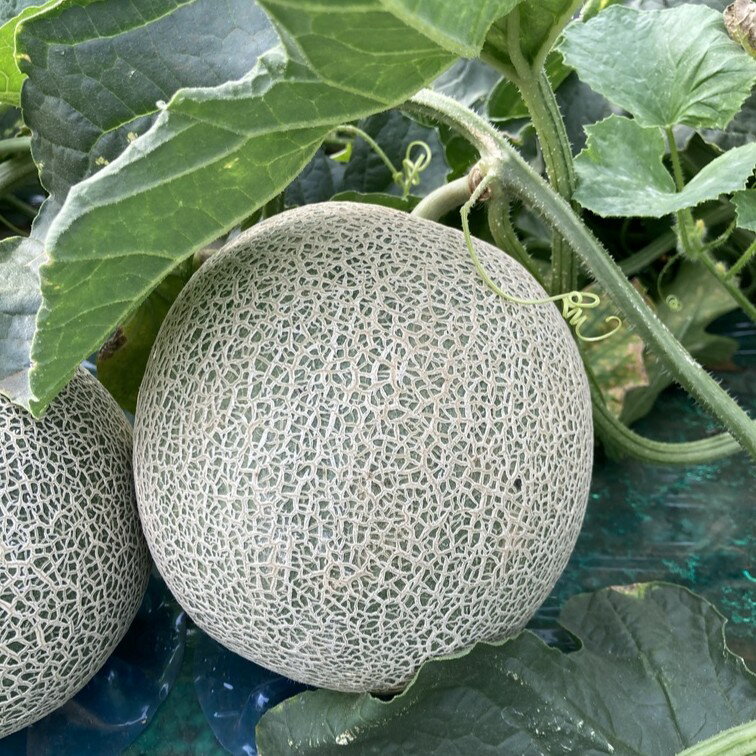 【ふるさと納税】【先行予約】【6月上旬～中旬発送予定】道の駅でも大人気! 糖度の高さとすっきりとした甘みが特徴! 太田農園のメロン 1.8kg以上×1玉　SMBW001 ※離島（沖縄含む）配送不可 サムネイル2