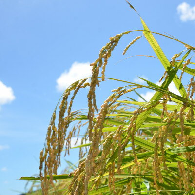 【ふるさと納税】【令和7年産米】特A評価　ふっくら大粒　千葉県いすみ市産粒すけ　精米10kg(5kg×2袋)【1546627】 - 画像3