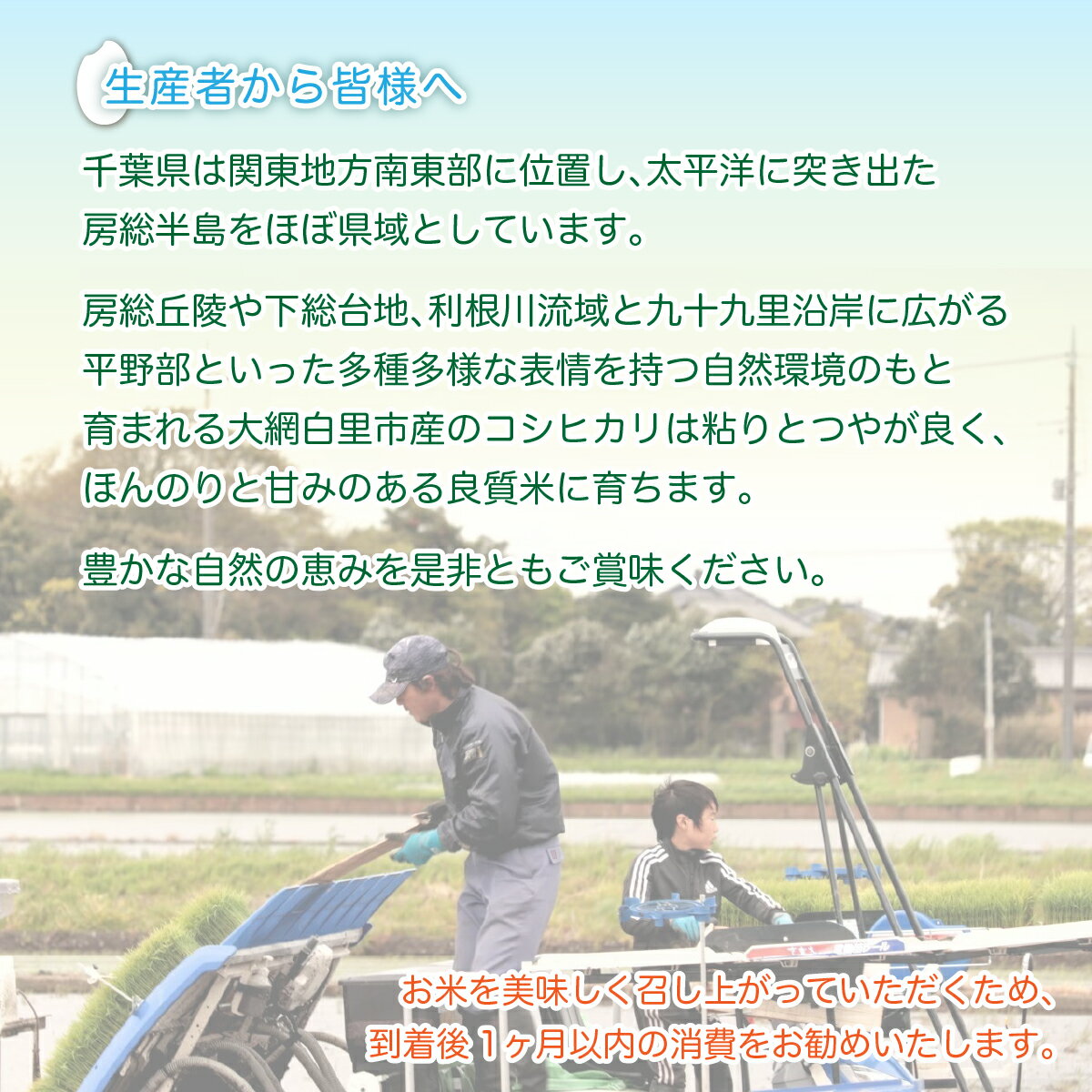 【ふるさと納税】令和7年産 千葉県産コシヒカリ(精米)10kg[5kg×2袋] お米 10kg 千葉県産 大網白里市 コシヒカリ 米 精米 こめ 送料無料 G001 - 画像2
