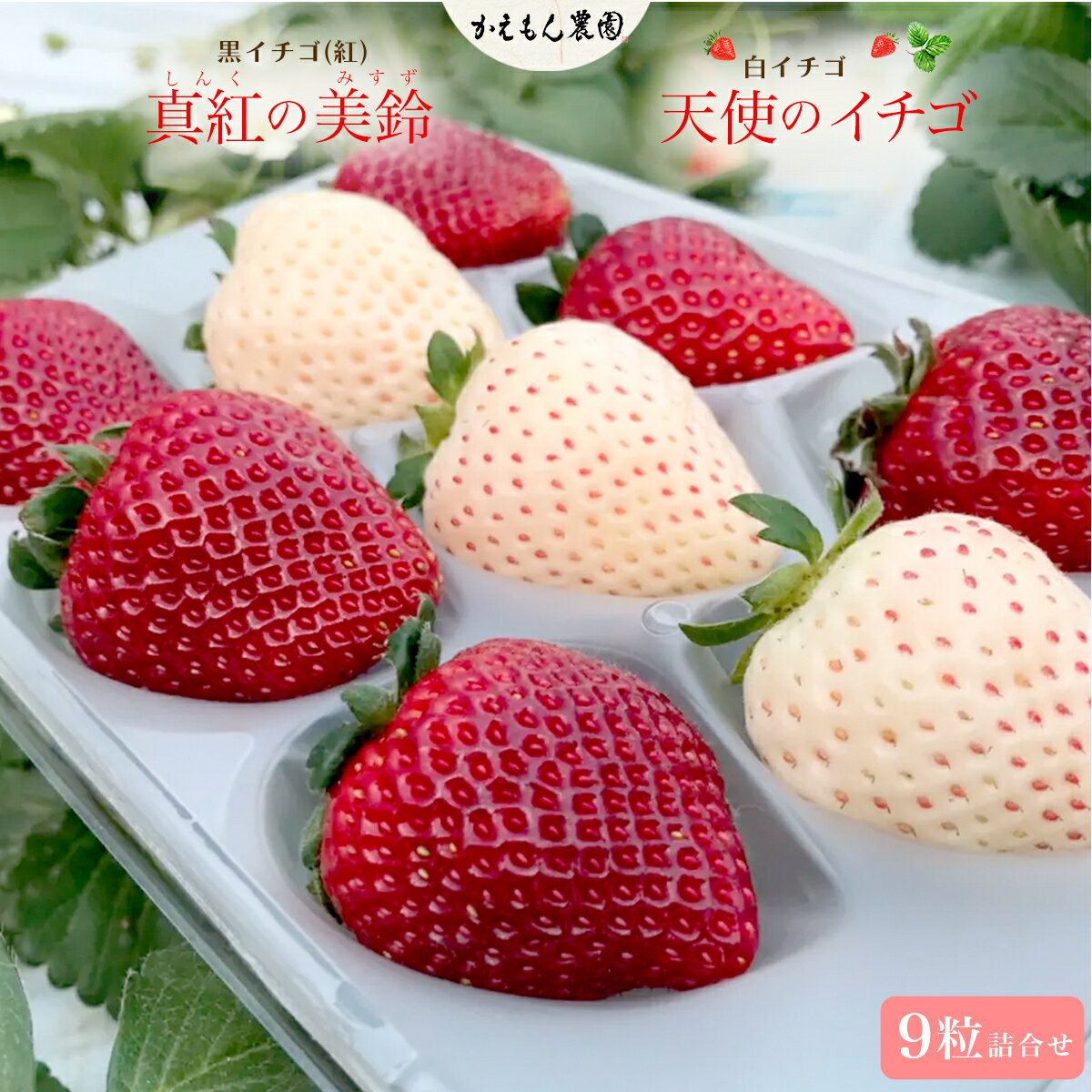 先行予約【2025年12月中旬より順次発送】【超希少】黒イチゴ（紅）「真紅の美鈴」白イチゴ「天使のイチゴ」詰合せ いちご 苺 希少 甘い 深紅 真紅の美鈴 天使のイチゴ ギフト 黒いちご 黒イチゴ 白いちご 白イチゴ 千葉県 大網白里市 思いやり型返礼品 M007