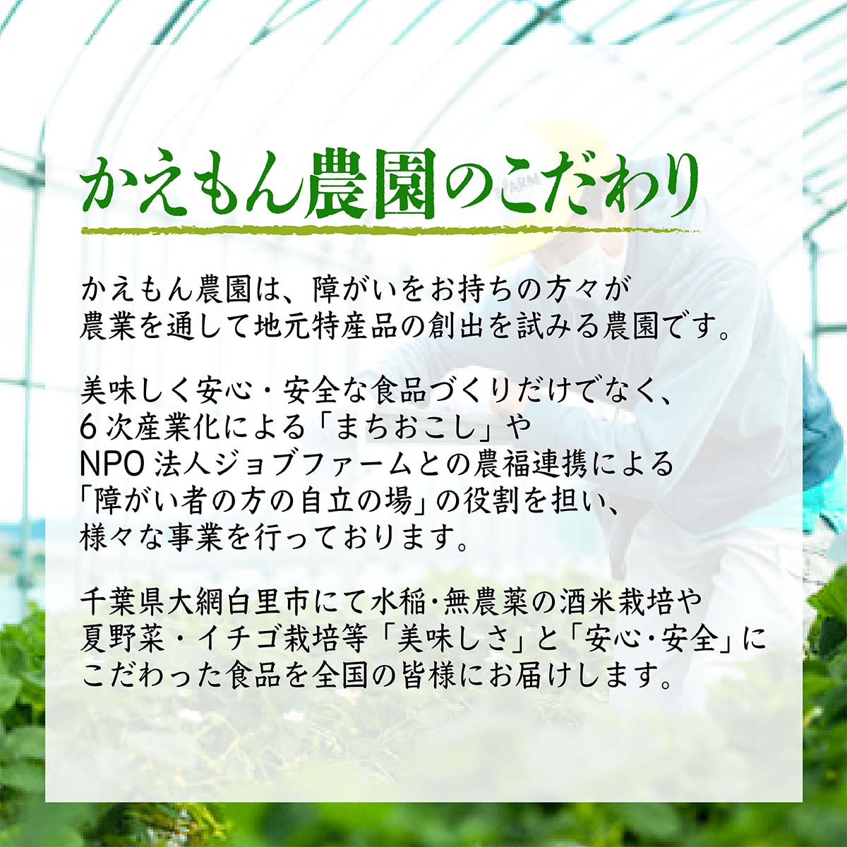 【ふるさと納税】千葉県 大網白里市 五百万石 自然派日本酒「幸SACHI」300ml6本セット お酒 日本酒 千葉県 大網白里市 送料無料 M001 サムネイル3