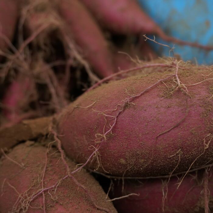 【ふるさと納税】選べる容量 数量限定 ねっとり 紅はるか 5kg 10kg 甘い 熟成 さつまいも サツマイモ 薩摩芋 千葉県 酒々井町 先行予約 - 画像2
