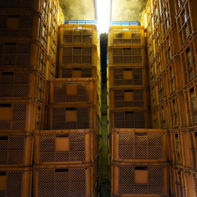 【ふるさと納税】選べる容量 数量限定 ねっとり 紅はるか 5kg 10kg 甘い 熟成 さつまいも サツマイモ 薩摩芋 千葉県 酒々井町 先行予約 - 画像3